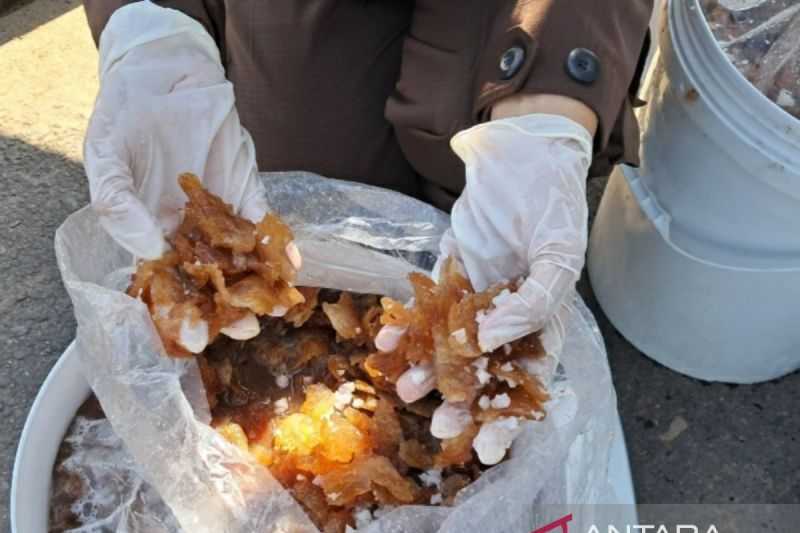 Gencarkan Ekspor, Ubur-ubur dari Sumsel Diminati Tiongkok