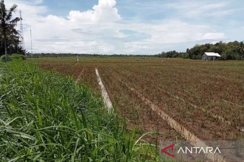 Gerak Cepat, Bantul Antisipasi Kekeringan Lahan Sawah Akibat Kemarau Dengan Pompa