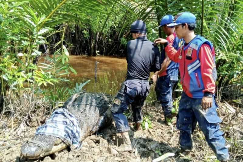 Gerak Cepat, BBKSDA Tindak Lanjuti Laporan Seorang Pria Diterkam Buaya di Inhil