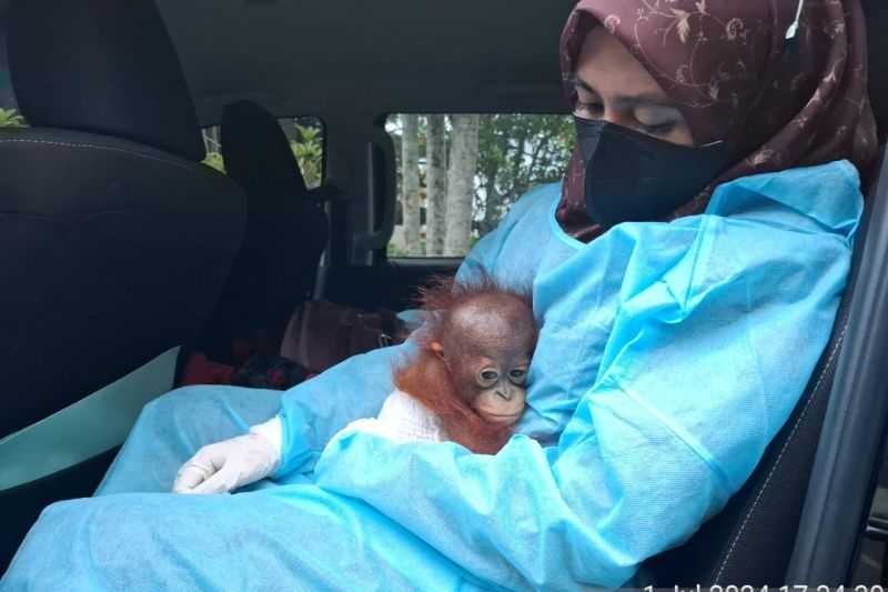 Gerak Cepat, BKSDA Kalbar Evakuasi Satu Individu Bayi Orangutan