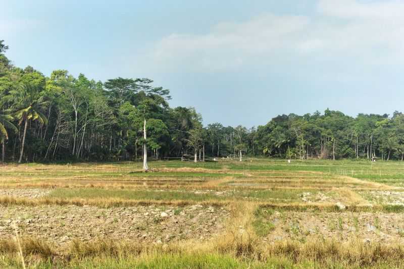 Gerak Cepat, Tanggamus Siapkan 4 Ribu Hektare Lahan Pertanian Antisipasi El Nino