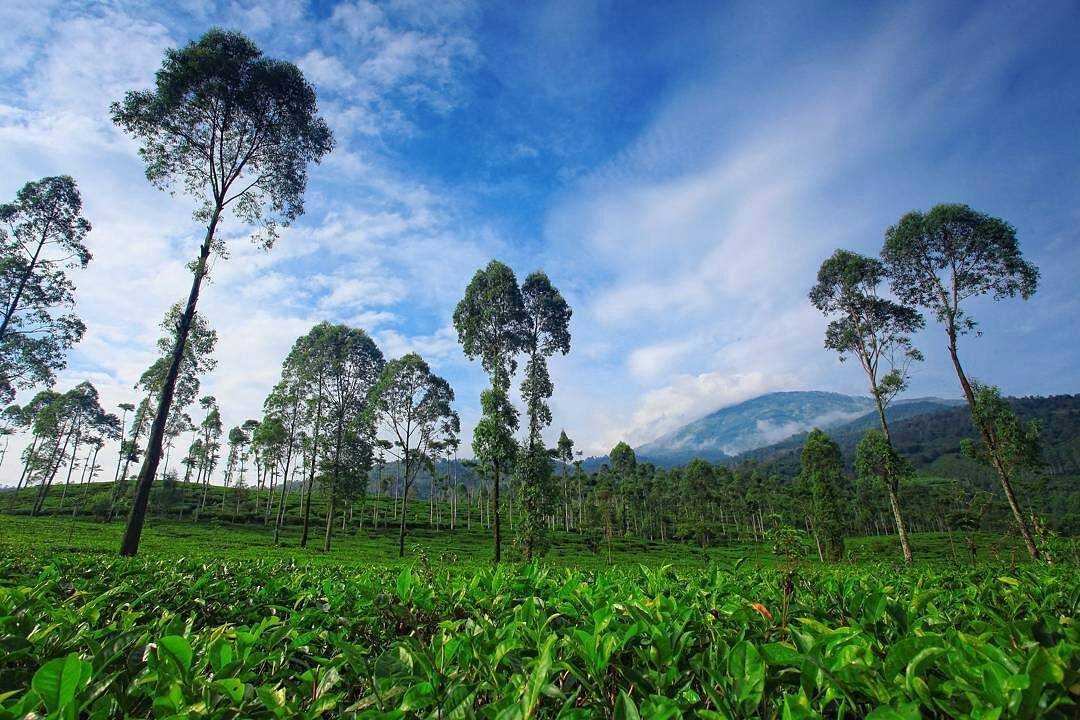 Girikerto, Desa Kaya Pesona Alam  di Lereng Lawu