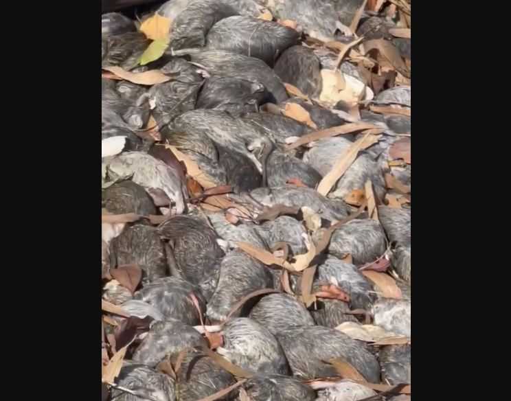 Hama Tikus Menyerang Kota-kota Nelayan di Australia Utara