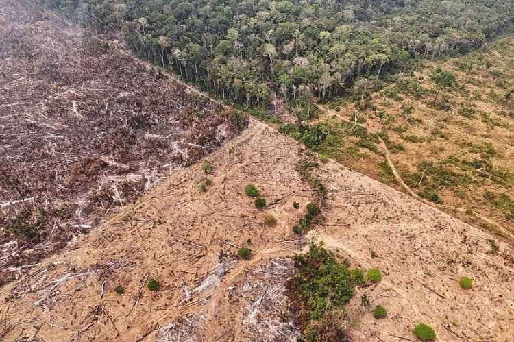 Hampir 40% Hutan Hujan Amazon yang Sangat Penting bagi Iklim Tidak Terlindungi