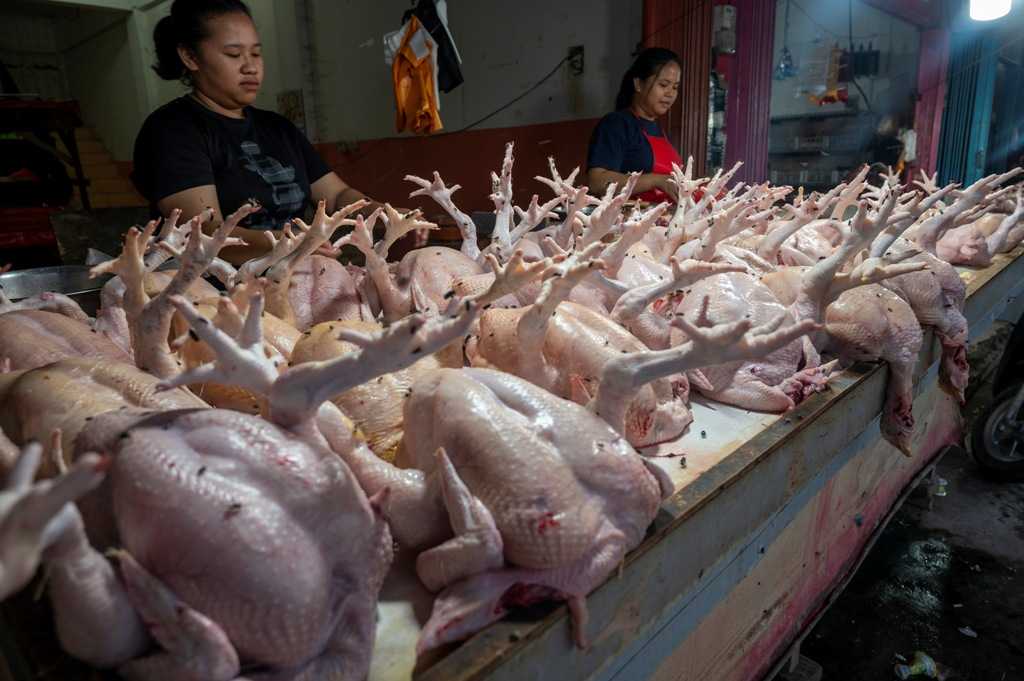 Harga Ayam Turun