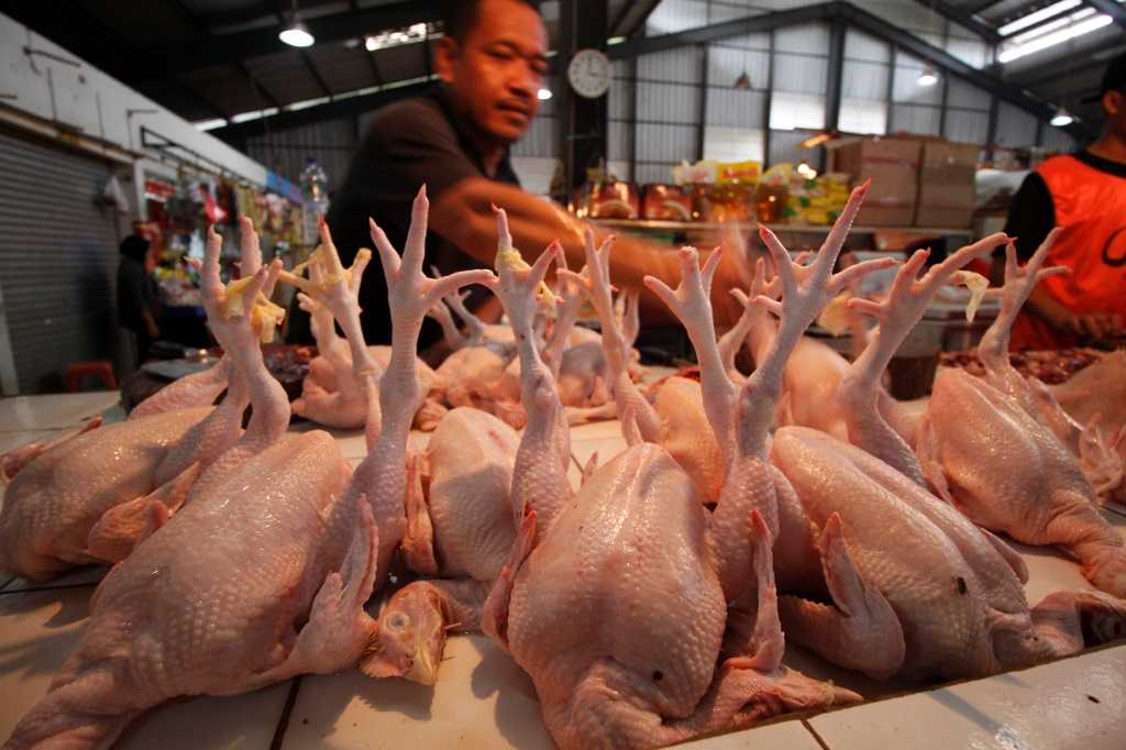 Harga Daging Ayam Masih Tinggi