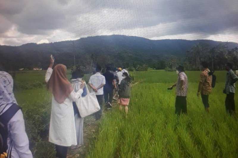 Harga gabah di Jawa Barat Anjlok Akibat Isu Impor Beras