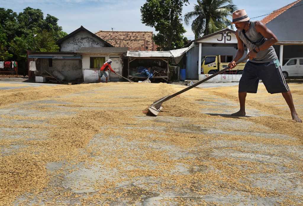 Harga Gabah Naik