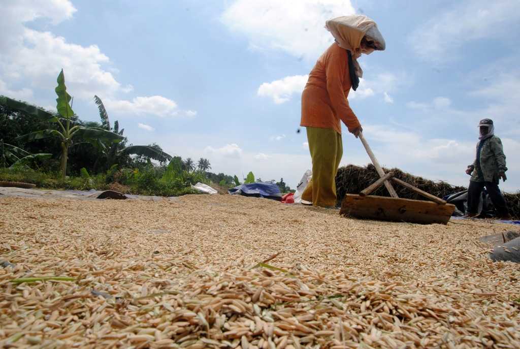 Harga Gabah Naik