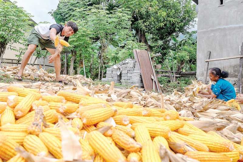 HARGA JAGUNG CAPAI TITIK TERENDAH