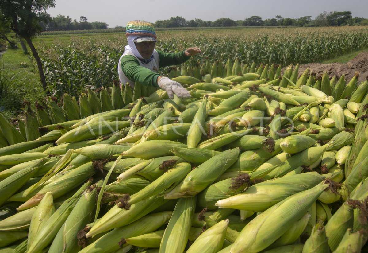 Harga Jagung Turun