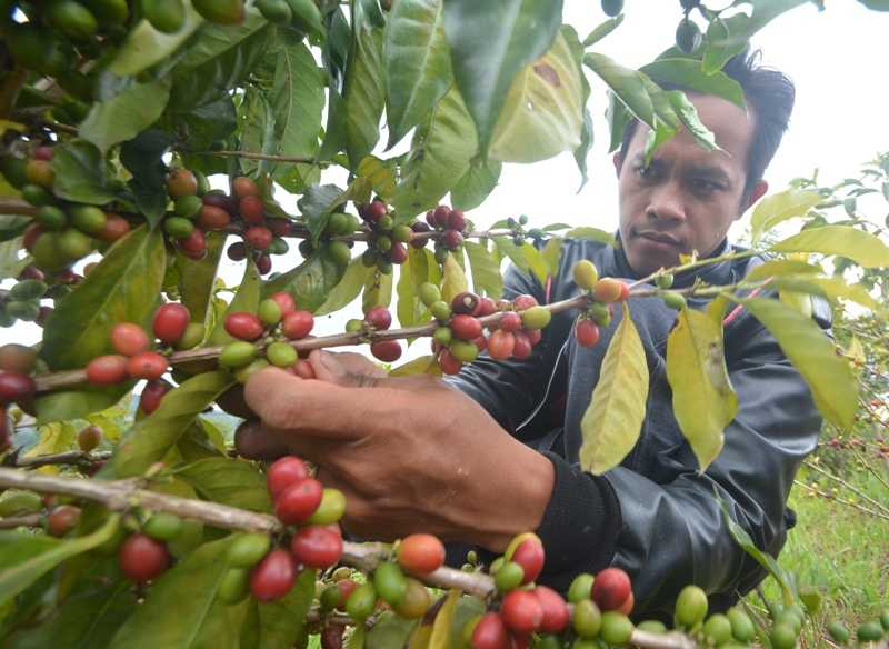 Harga Kopi Turun