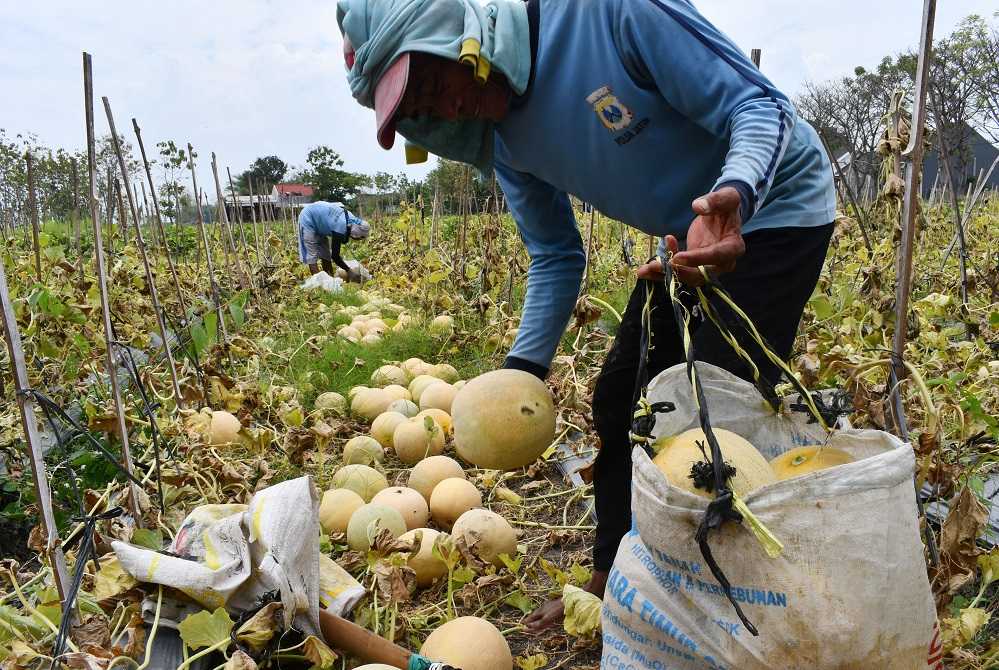 Harga Melon Turun