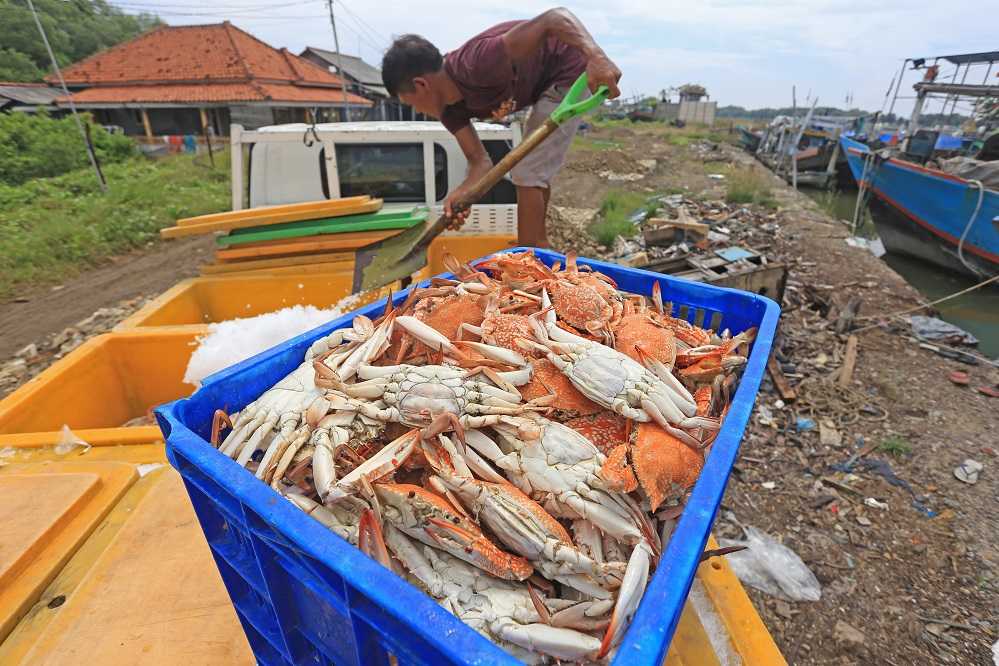 Harga Rajungan Turun