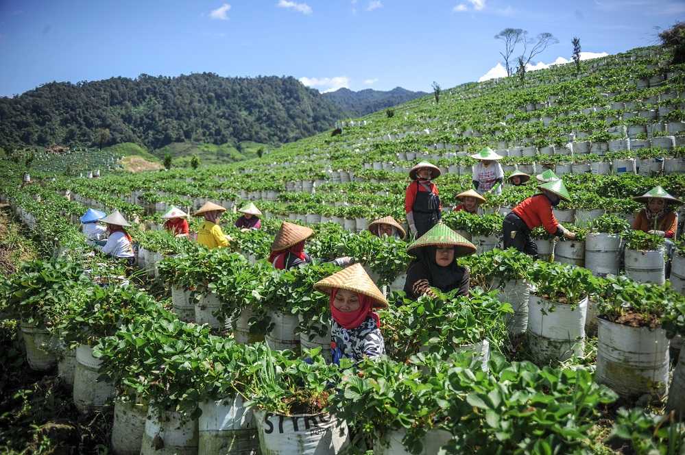 Harga Stroberi Naik