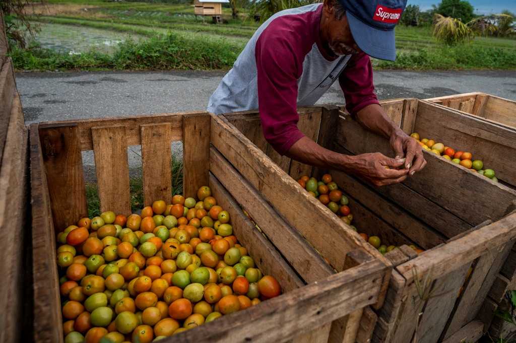 Harga Tomat Naik