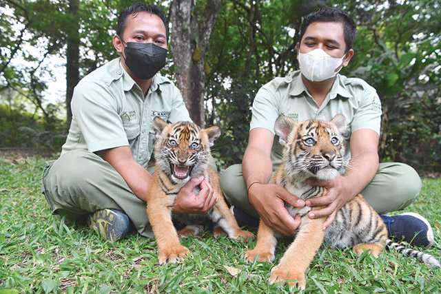 Hari Harimau