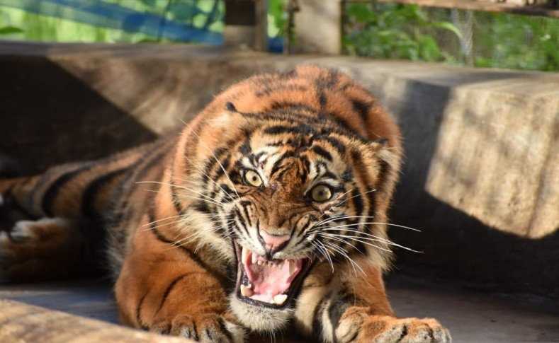 Harimau Ciuniang Nurantih Dilepas ke Taman Nasional Kerinci Seblat