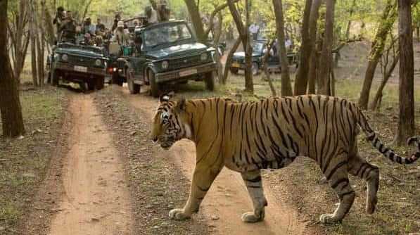 Harimau Pemakan Manusia Ditembak Mati di India, 9 Penduduk Desa Tewas Diterkam