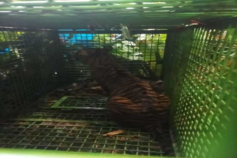 Harimau Pemangsa Manusia Berhasil Ditangkap Tim Gabungan di Suoh, Lampung Barat