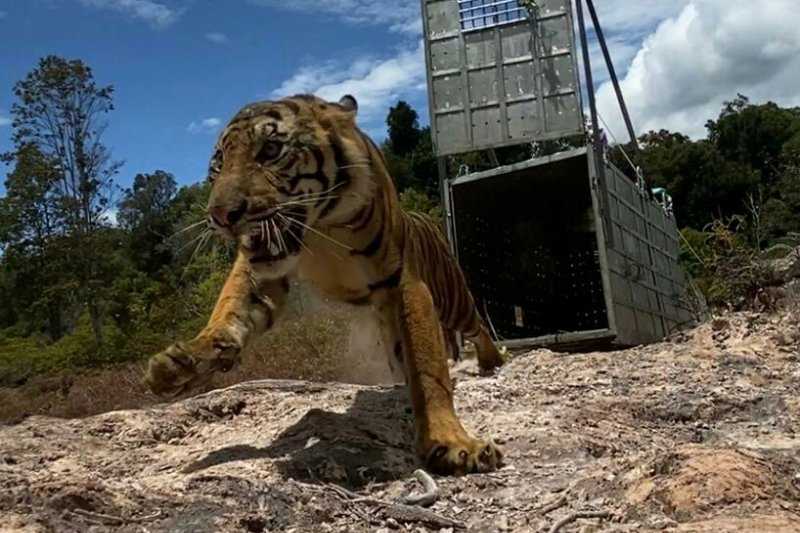 Harimau Sumatera Suro Dilepasliarkan ke Taman Nasional Gunung Leuser