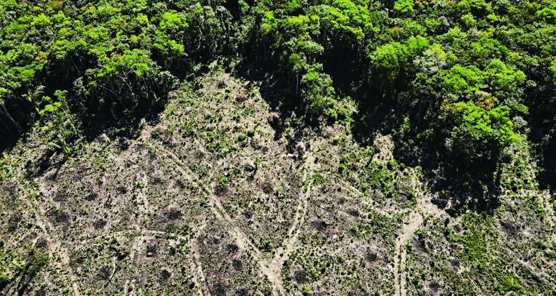 Hasil Studi: Perubahan Iklim Dapat Lemahkan Ketahanan Hutan