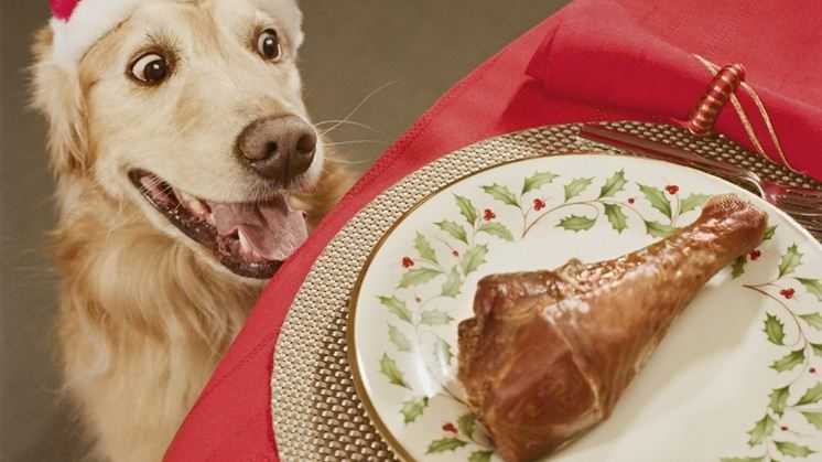 Hati-hati! Bisa Fatal Akibatnya Jika Beri Makanan Ini ke Kucing dan Anjing Peliharaan