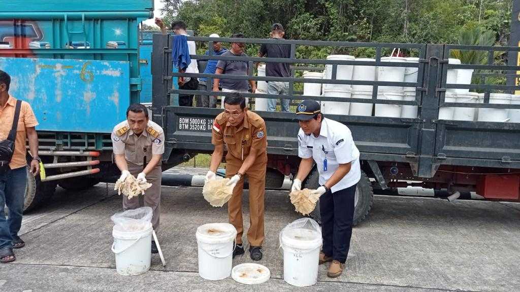 Hebat, Indonesia Sukses Ekspor 9,6 Ton Ubur-ubur ke Malaysia