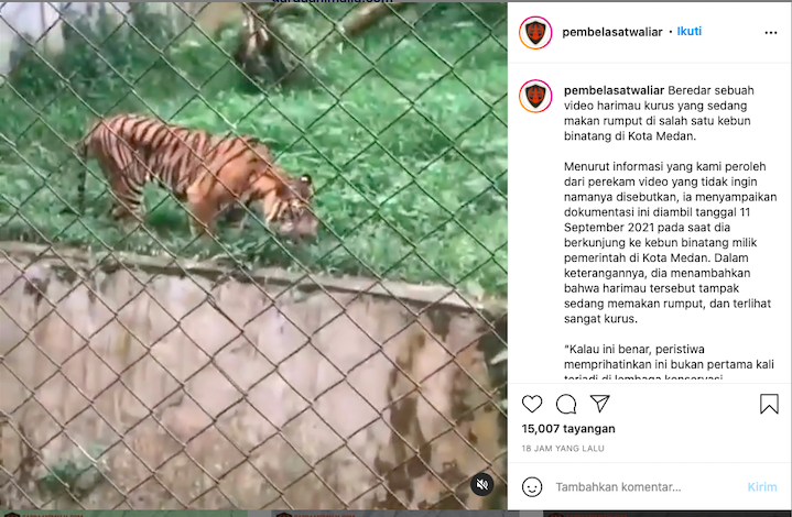 Heboh Harimau Makan Rumput dengan Perut Cekung di Sebuah Kebun Binatang