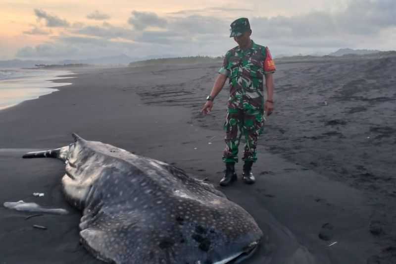 Hiu Tutul Ditemukan Mati Terdampar di Pesisir Pantai Lumajang Jatim