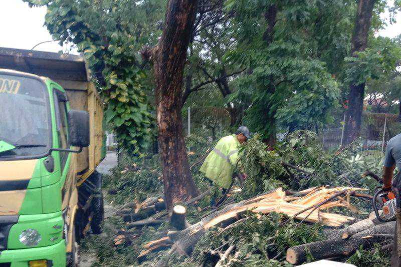 Hujan dan Angin Kencang Akibatkan Pohon Tumbang