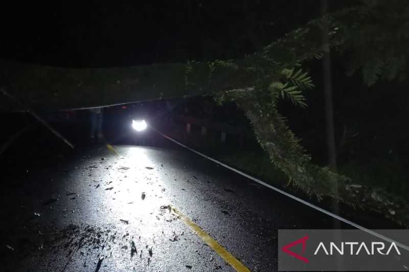 Hujan Deras Disertai Angin Kencang, Pohon Tumbang Tutup Jalan Nasional Penghubung Cisolok-Lebak