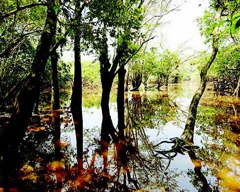 Hutan Dunia Gagal Mengekang Emisi Iklim pada Tahun 2023