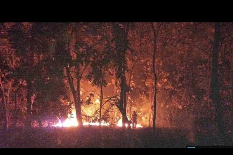 Hutan Jati di Taman Nasional Baluran Situbondo Terbakar