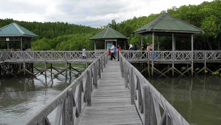 Hutan Mangrove Tongke-Tongke,  Pesona Benteng Alami di Pesisir Sinjai