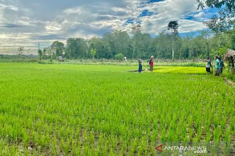 ID Food Targetkan 75.393 Petani Terlibat dalam Program Makmur 2022