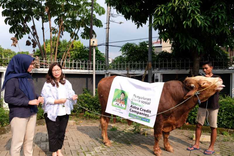 Iduladha 1445H, ACC Sumbang Ratusan Hewan Kurban