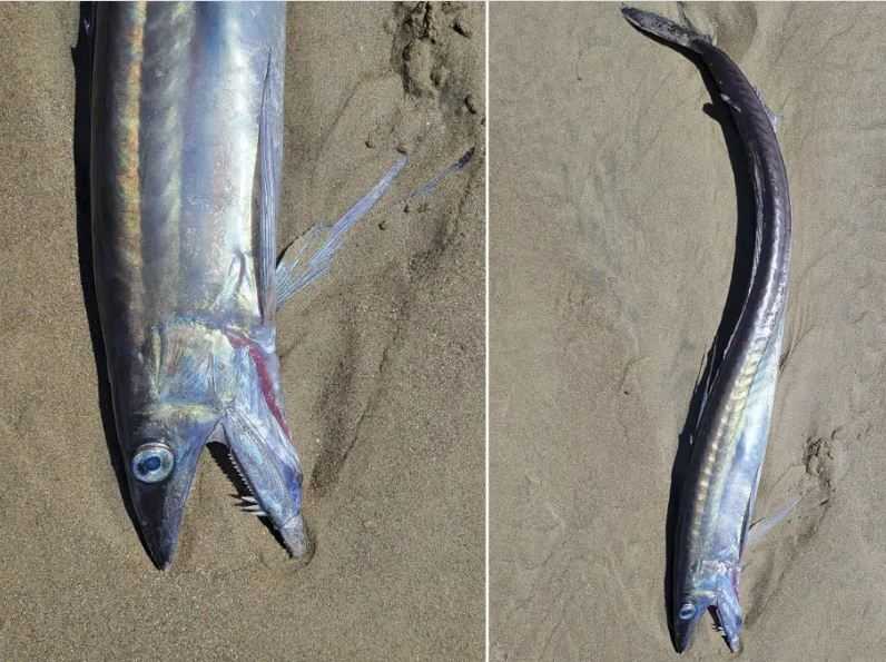 Ikan Bertaring Menyeramkan Terdampar di Pantai Oregon AS