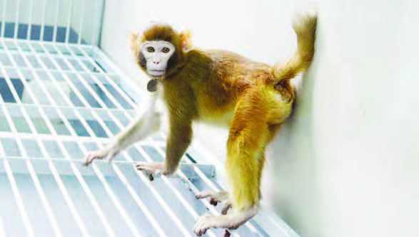 Ilmuwan Berhasil Mengkloning Monyet dengan Sel Embrio Normal