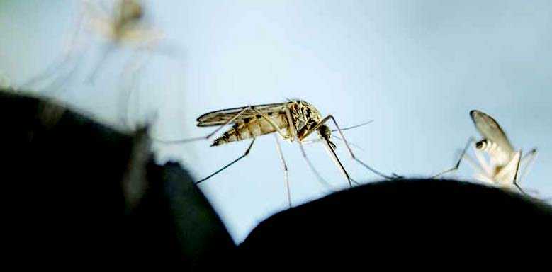 Ilmuwan Kembangkan Pembasmi Nyamuk Tanpa Insektisida