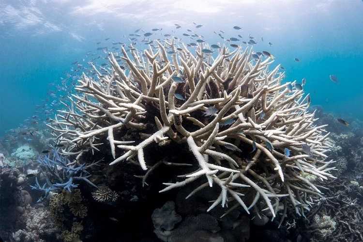 Ilmuwan: Lautan Mencapai Suhu Terpanas dalam 400 Tahun, Bahayakan Great Barrier Reef