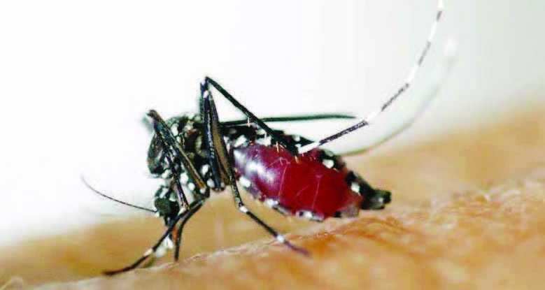 Ilmuwan Temukan Ramuan Bahan Penolak Gigitan Nyamuk