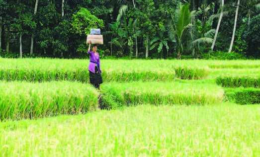 Indonesia Bisa Mewujudkan Swasembada Pangan seperti Tiongkok