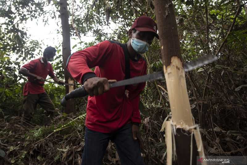 Indonesia, Malaysia, dan Uni Eropa Bentuk Gugus Tugas Aturan Deforestasi