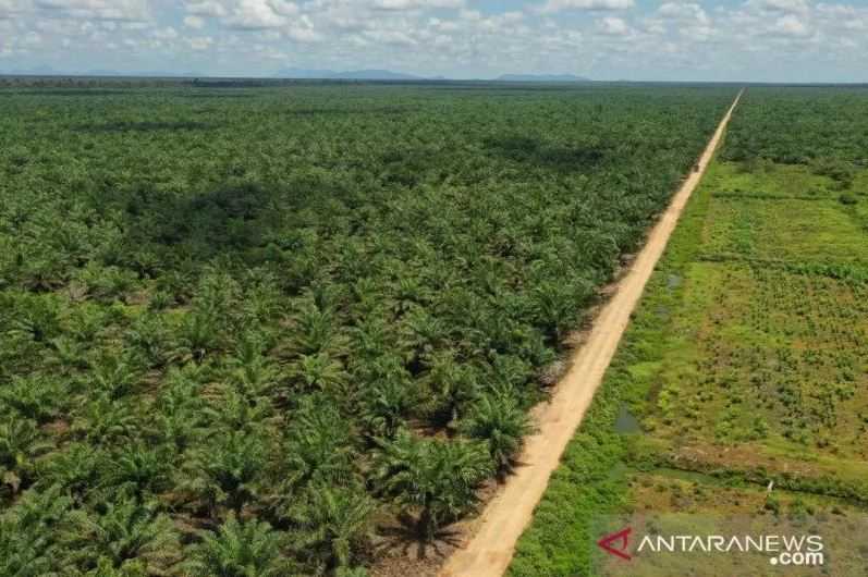 Indonesia, Malaysia, UE Bentuk Gugus Tugas Aturan Deforestasi