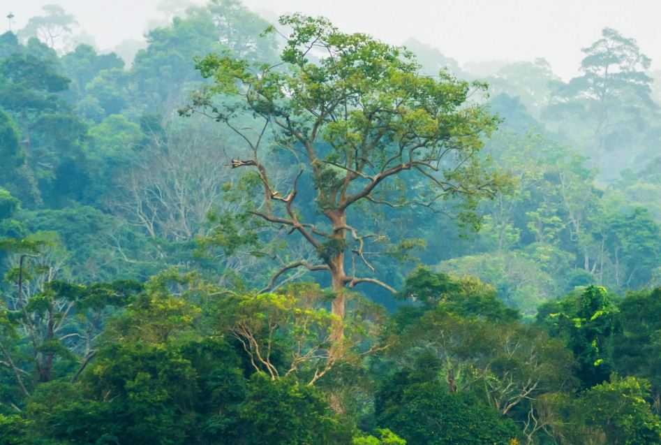 Indonesia Serukan Sistem Pengelolaan Hutan Lestari Diakui Lebih Luas