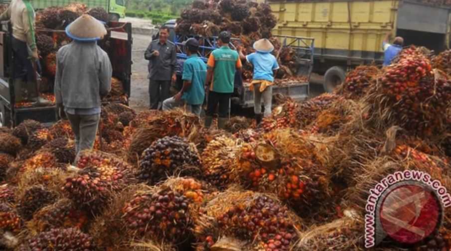 Industri Sawit Boleh Lega, Menkeu Hapus Pajak Ekspor Seluruh Produk Sawit, tapi Ada Batas Waktunya