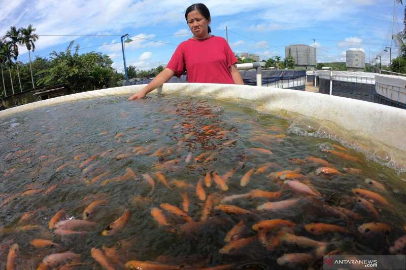 Ingin Konsultasi Budi Daya Ikan, Sekarang Bisa Online dengan SiCatfish