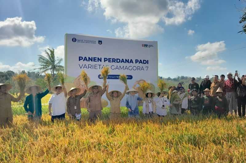 Ini Hasil Panen Perdana Varietas Padi Adaptif Iklim yang Dikembangkan UGM di Lombok Tengah