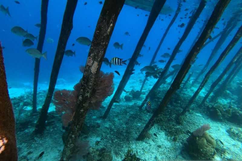 Ini Keren! Terumbu Karang dan Hutan Mangrove Seluas 1.600 Meter Persegi di Raja Ampat Direhabilitasi